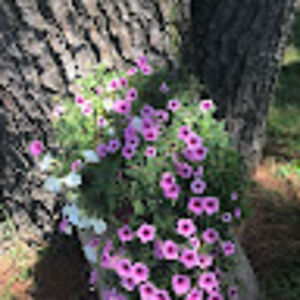 memaw5boys1girl avatar