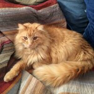 janet_e_crain avatar