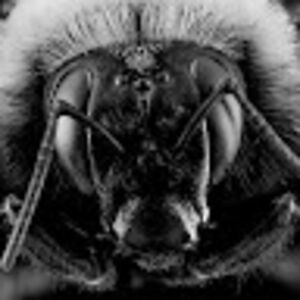 bumblebeeangst avatar