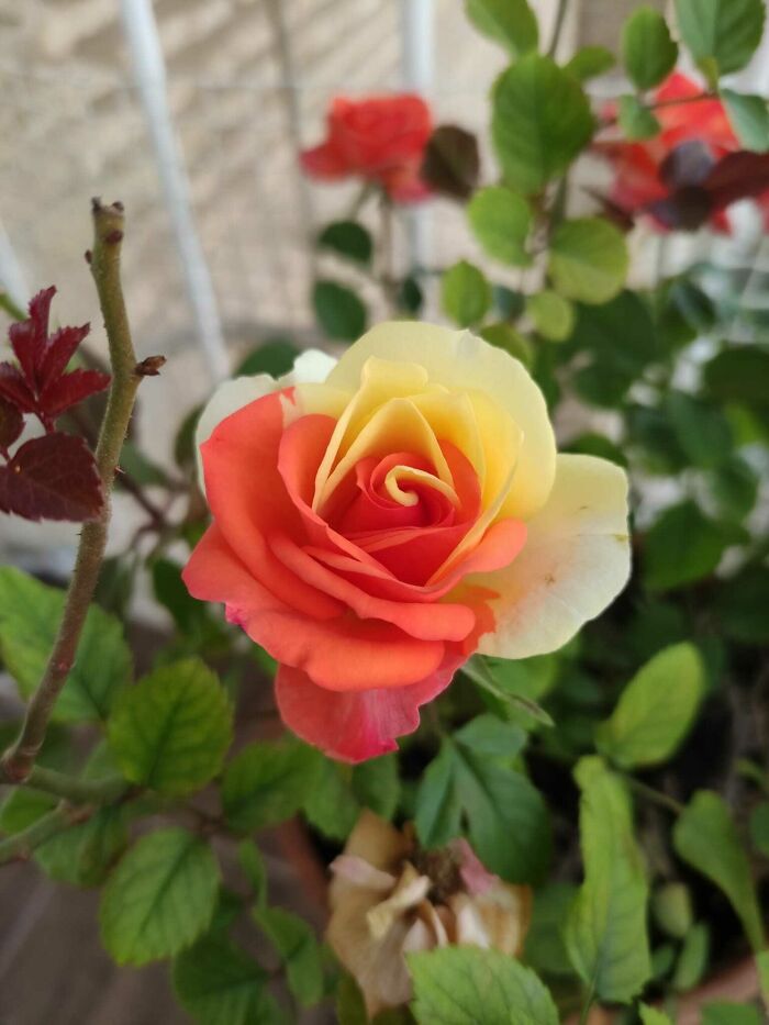 This Half Red, Half Yellow Rose