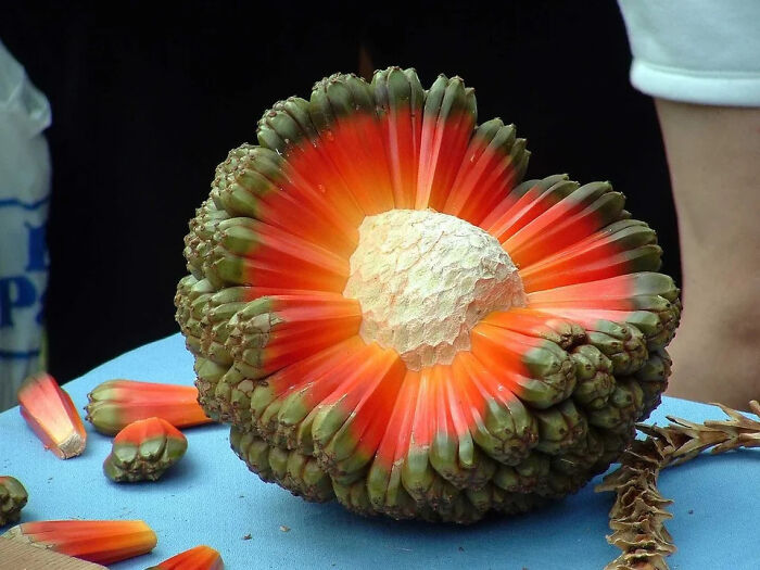 Fruta de hala: parece un planeta explotando