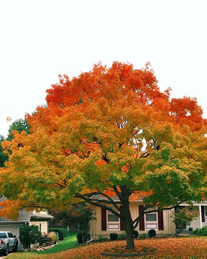 My Neighbor's Tree Has The Perfect Fall Gradient
