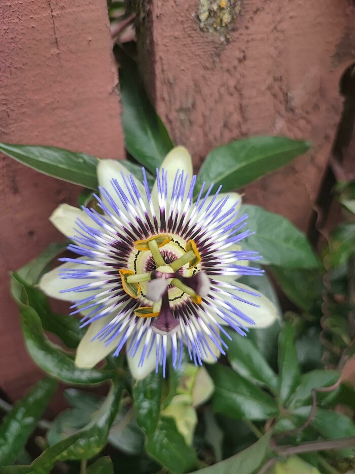 Just A Picture I Took While Walking The Dog, The Flower Is Called A Passion Flower