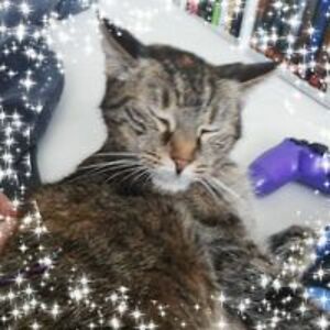 viki_skorjanz avatar