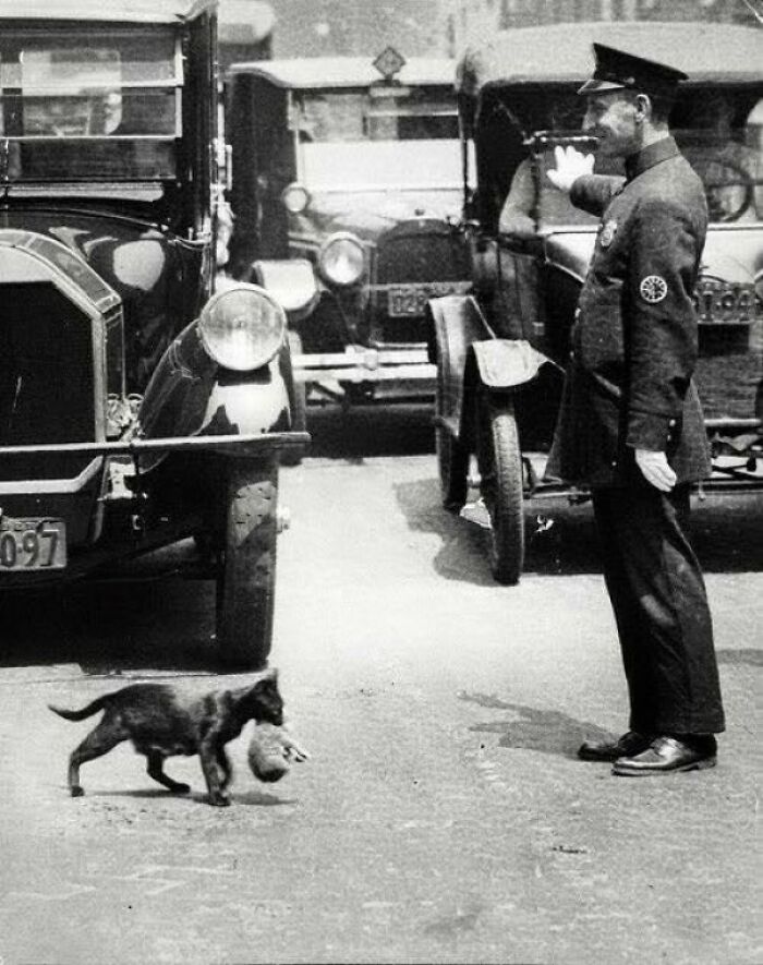Un policía detiene el tráfico en Nueva York para que una gata que lleva un gatito pueda cruzar con seguridad. Alrededor de 1925