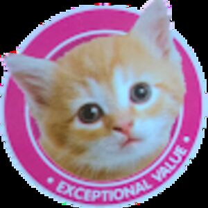 codyborntreger avatar