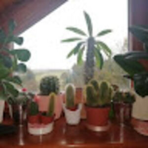 bjlavenderlibra avatar