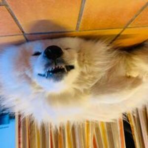 louise_d_wilde avatar