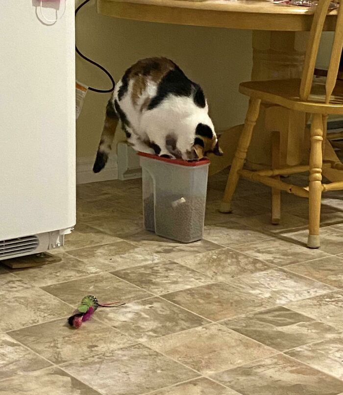 Decidí poner la comida de mi gata en un recipiente porque no paraba de intentar meterse dentro de la bolsa de pienso, hoy me la encontré así