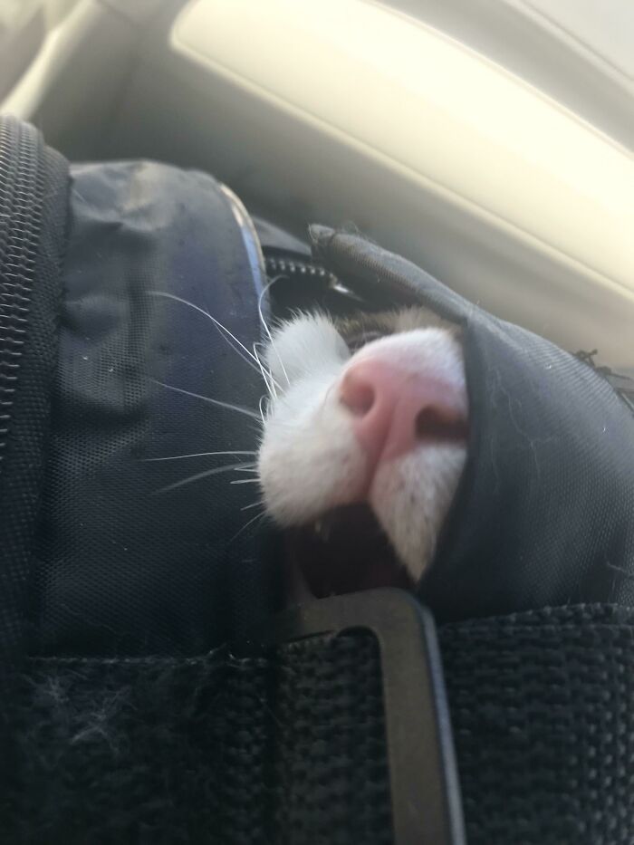 Michael Going To The Vet