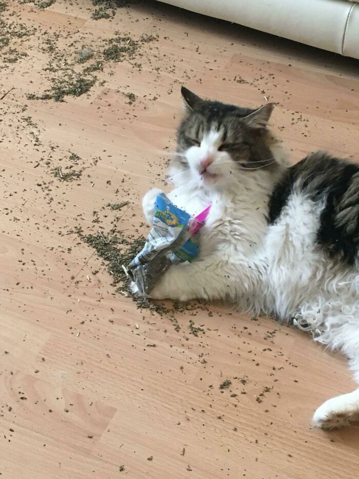 She’s Higher Than Snoop Dogg… After Finding The Catnip