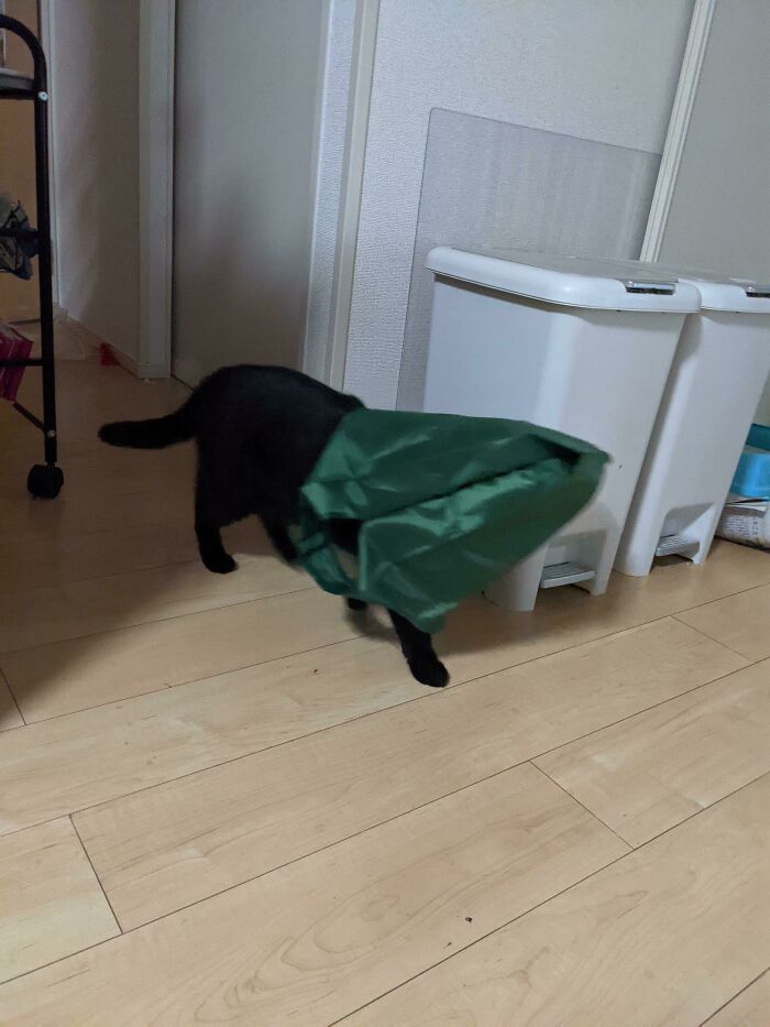 A mi gato le gusta ponerse en la cabeza cualquier bolsa que encuentre y caminar así por la casa (a menudo acaba chocándose contra las paredes) 