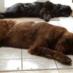 jodi_von_seggern avatar