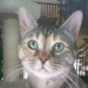 claudiasteele avatar