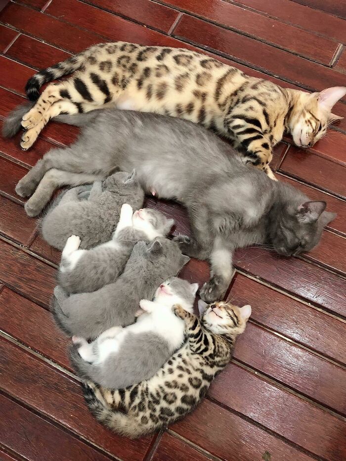 Una familia de gatitos muy cómoda
