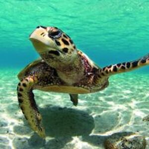 linda_lamotte avatar