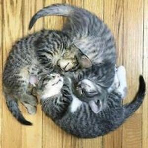 simon_oosterman avatar