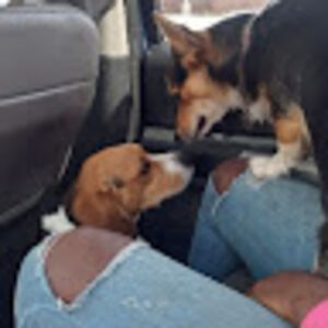 mineehioghenetega avatar