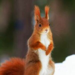 pansfavorite1 avatar