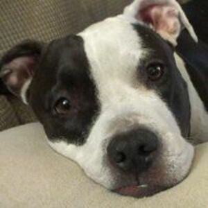 tammyabner338 avatar