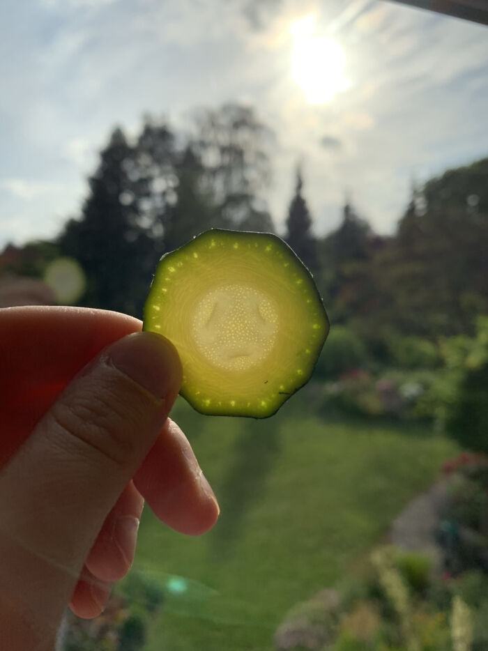 The Transparency Of A Zucchini Slice