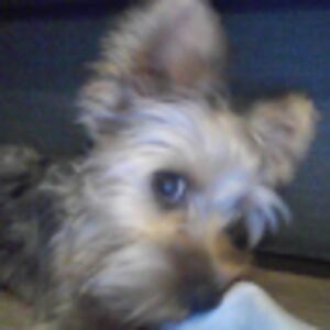 camilaglauser avatar