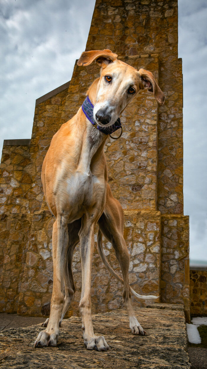 Dia Del Galgo– World Galgo Day