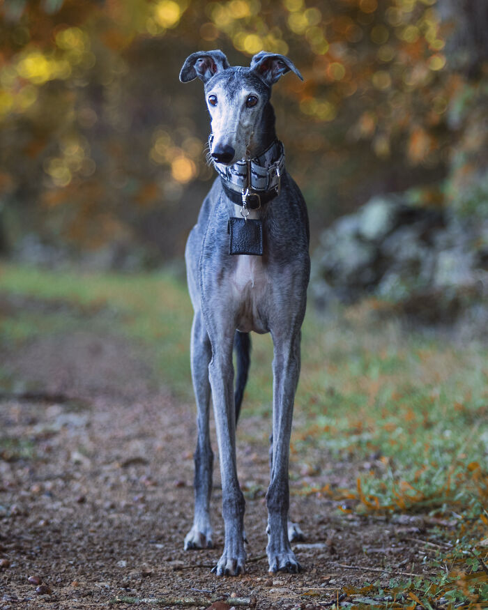 Dia Del Galgo– World Galgo Day