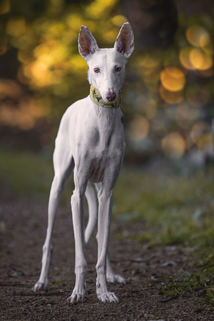 Dia Del Galgo– World Galgo Day