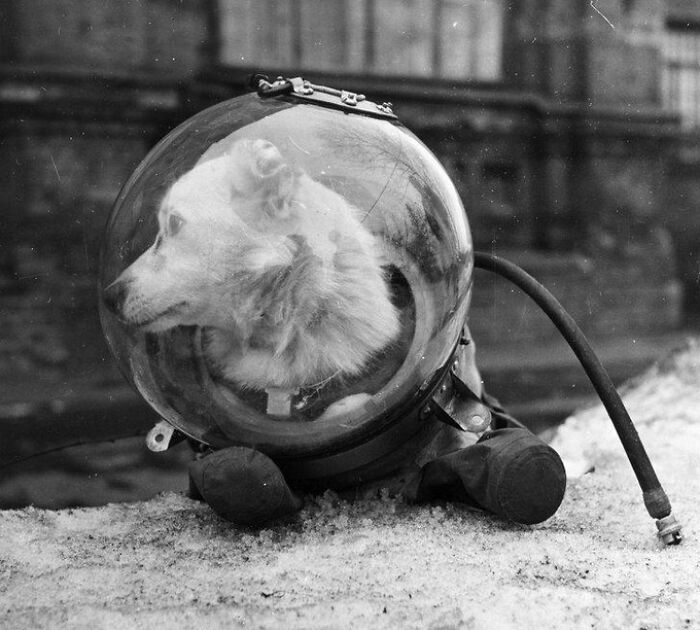Belka el perro espacial al regresar de su viaje cósmico. URSS, agosto de 1960