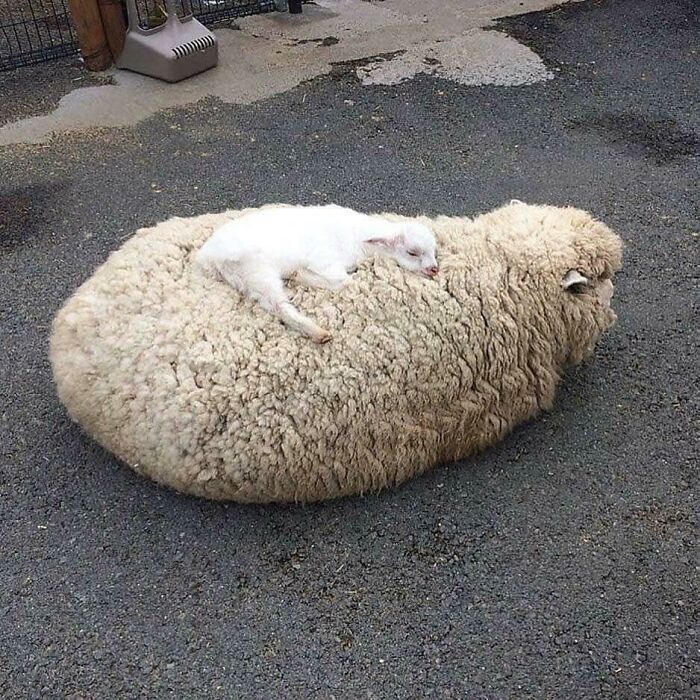 Una oveja bebé durmiendo sobre su madre 