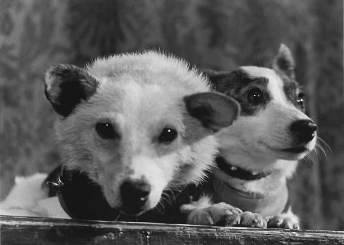 Belka y Strelka, perros espaciales soviéticos. Foto de Yuri Krivonosov, 1960