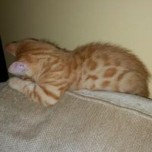 hezzy_mastiff avatar