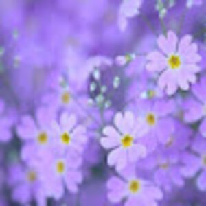 patriciasuvino avatar