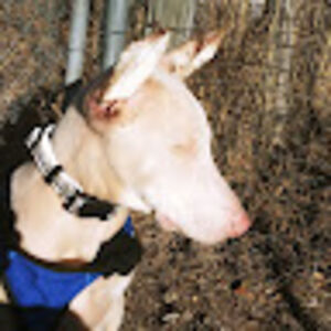 anthonypichey avatar