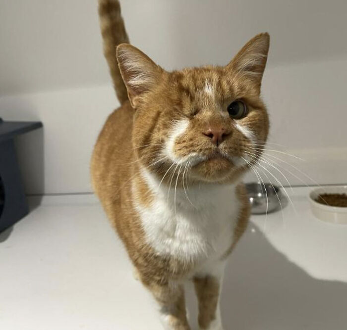 I've Applied To Adopt This Stray, One-Eyed Fiv Cat