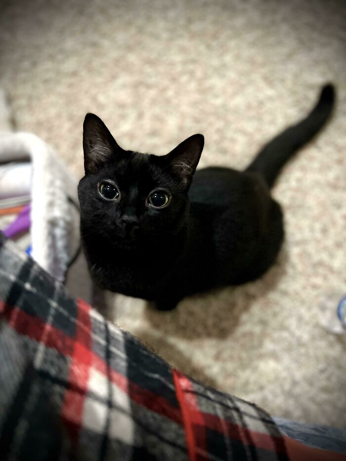 Mi gatita negra que adopté la semana pasada parece tener "delineador blanco" en los ojos
