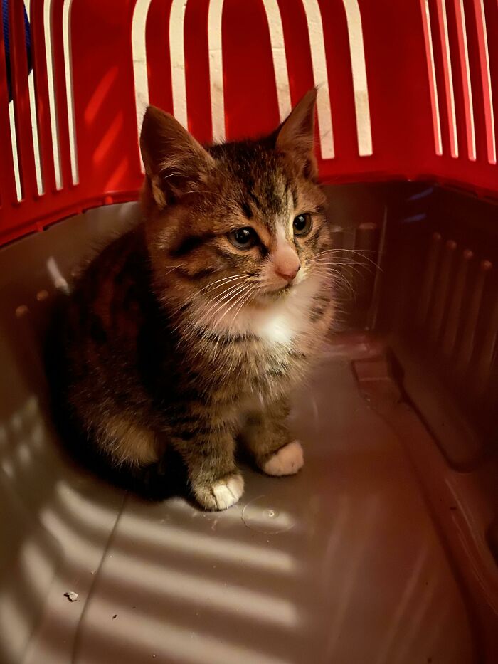 BF And I Decided To Adopt The Kitten We Rescued - Any Name Suggestions? She’s Such A Sweetie!