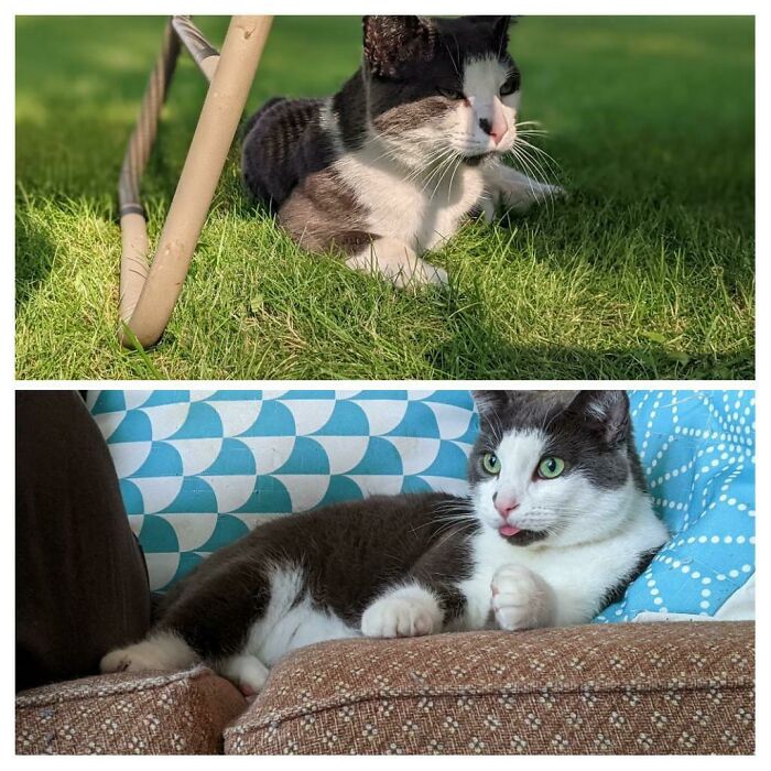 Before And After Adoption. In A Span Of 3 Months Loki Went From An Outdoor Loner To A Pampered, Mindless Chonk