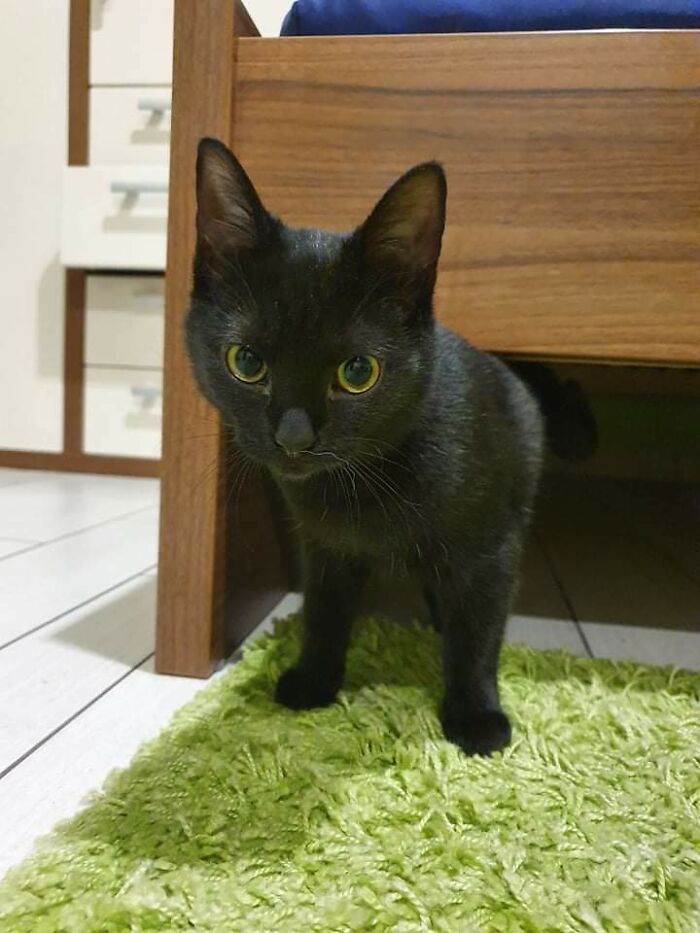 Thanks To This Subreddit I Have Just Adopted A Rescue, 6 Months Old Kitty Void. Her Name Is Katja