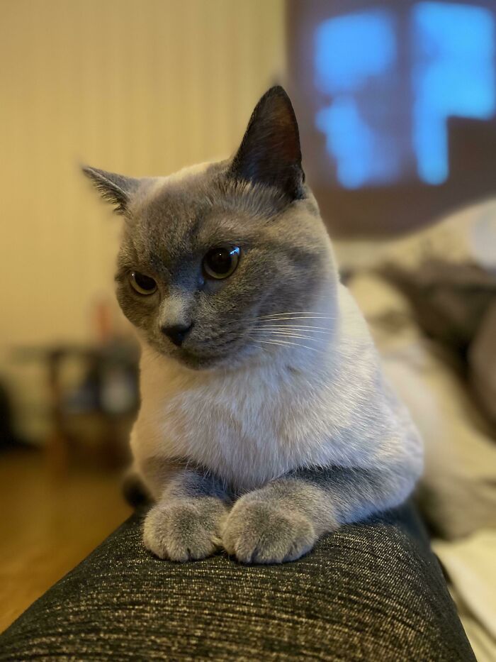 Adopted A 10 Month Siamese Cat