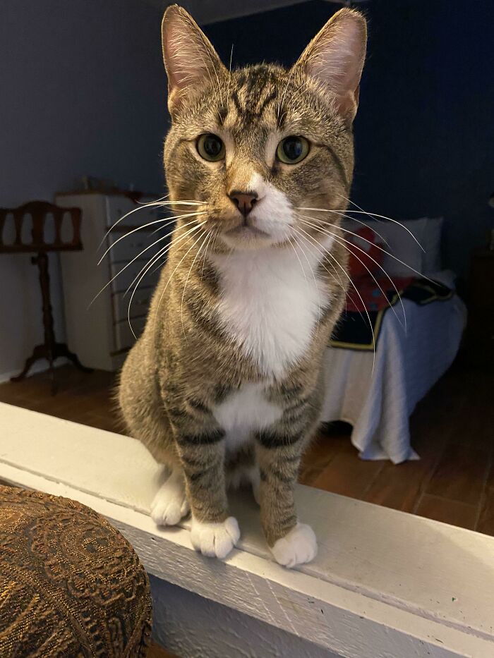 Meet Finley. He Followed Me Home On A Night I Was Sad And Feeling Especially Lonely. Then He Walked Right Inside Like He Owned My House. (I Did Check For A Chip And Officially Adopted Him From His Feral Cat Agency.) Everyone Says He Chose Me.