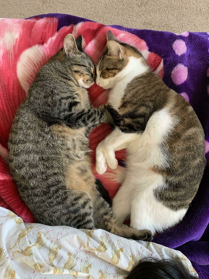 Sumi(Tabby) & Waka. Adopted Together And They Were Golden. We Sadly Lost Waka A Year Ago And This Was The Best Picture Of Them Together