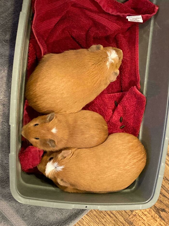 Just Adopted My Third Piggy (Middle)!