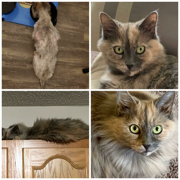 One Of My Saddest Beginning Rescue Cases. This Senior Declawed Girl Was Living In A Hotel Storm Drain Starving. As Soon As I Got The Call, I Rushed There. She Had To Be Sedated And Shaved, As Seen In The Before Photo Due To Matting. She Was So Thin.
