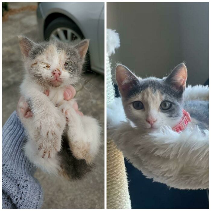 The Power Of Rescue! I Rescue Animals.this Is Pearl The Day I Got Her, And Her Today In Her Forever Home!