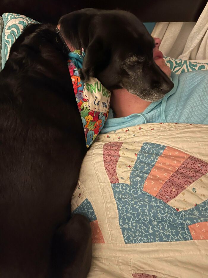 Mi esposo tuvo fiebre y nuestro cruce de labrador adoptado, Daisy, no se aleja de su lado. Incluso ha estado durmiendo con su cabeza apoyada en la de él