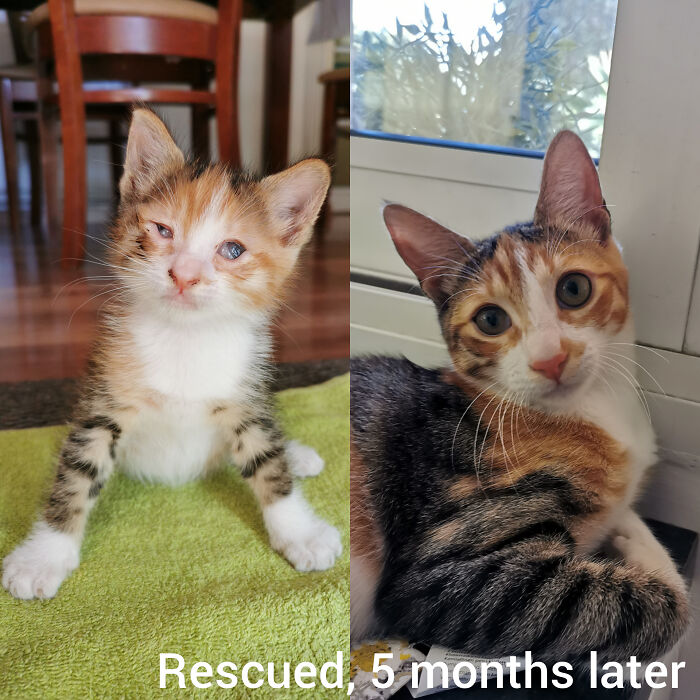 Rescued My 2nd Kitty