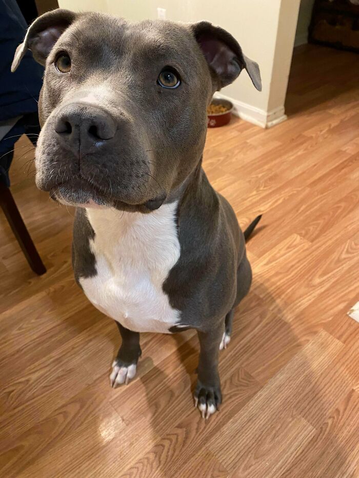 My Blue Nose Pit Selena Rescued And Saved Her From A Terrible Home Where She Was Abused And Starved And Shes Gained Almost 60 Ibs And Is A Happy Girl