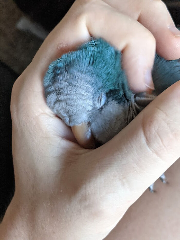 He Finally Trusts Me Enough To Sleep In My Hands